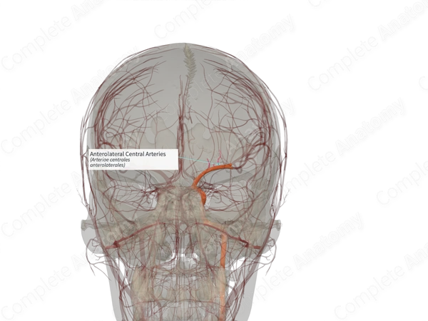 Anterolateral Central Arteries (Right)