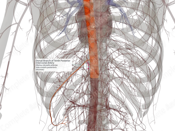 Dorsal Branch of Tenth Posterior Intercostal Artery (Left)
