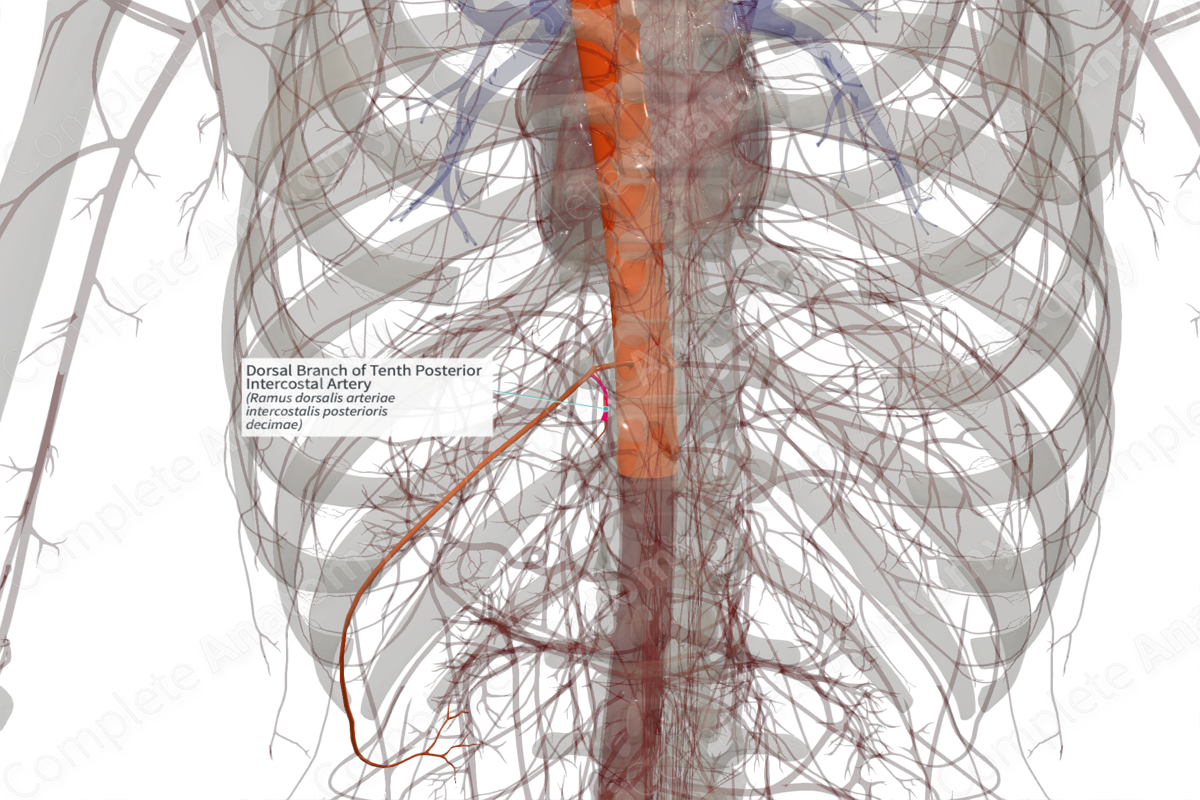 Dorsal Branch of Tenth Posterior Intercostal Artery (Left)