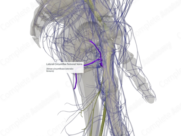 Lateral Circumflex Femoral Veins (Right)