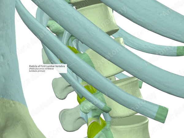 Pedicle of First Lumbar Vertebra (Right)