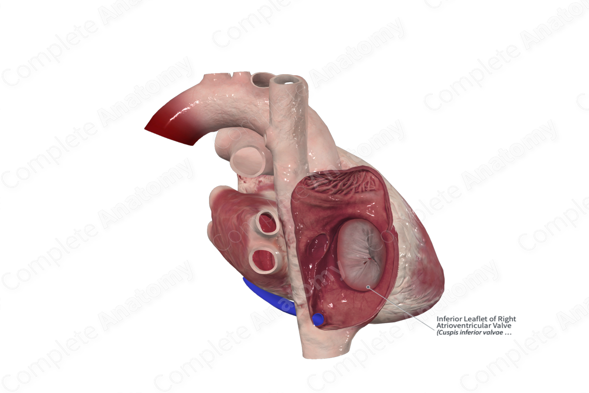 Inferior Leaflet of Right Atrioventricular Valve