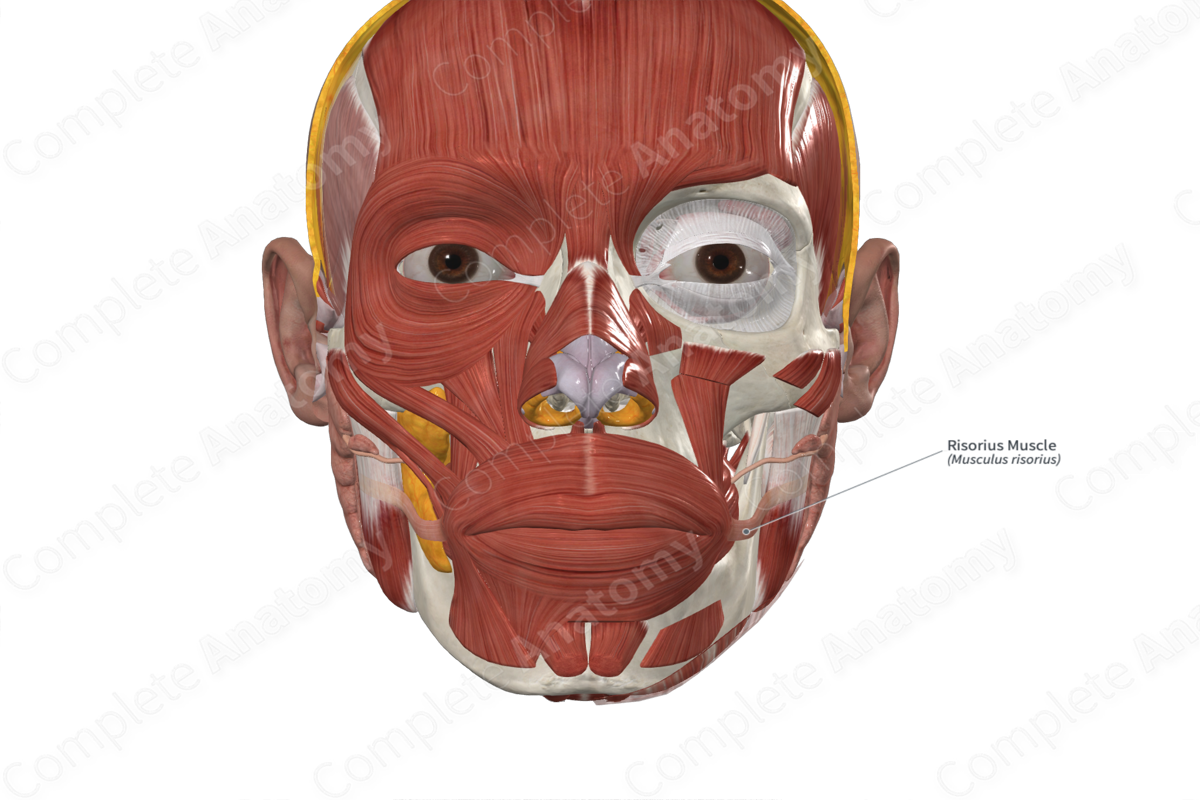 Risorius Muscle Complete Anatomy
