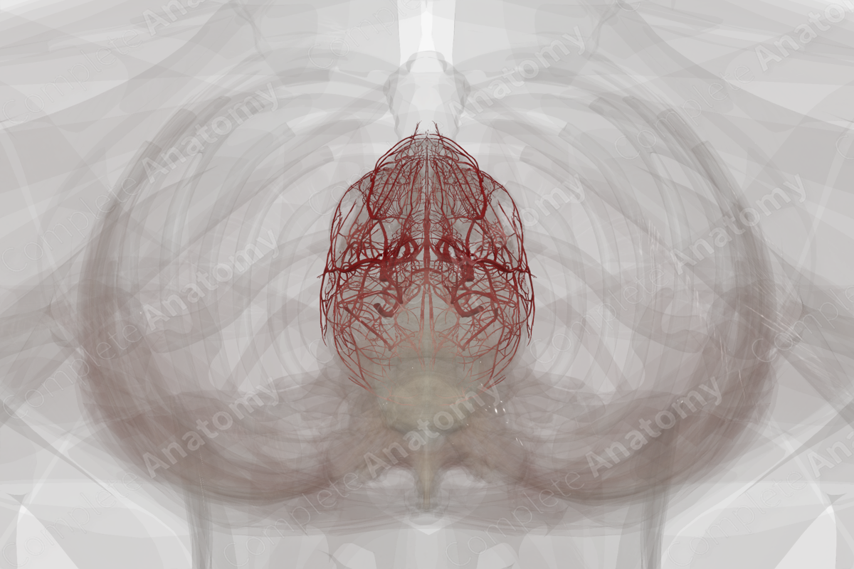 Arteries of Head & Neck