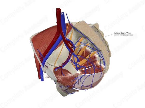 Lateral Sacral Veins