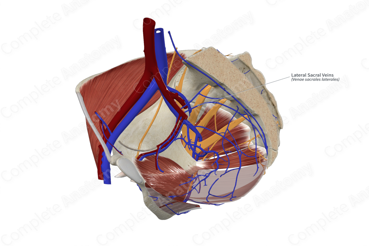 Lateral Sacral Veins 