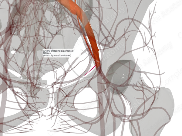 Artery of Round Ligament of Uterus (Left)