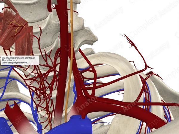 Esophageal Branches of Inferior Thyroid Artery