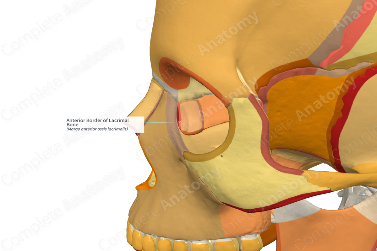 Anterior Border of Lacrimal Bone