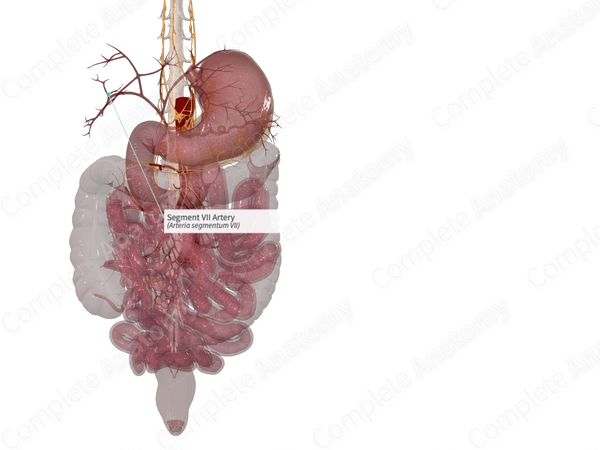 Segment VII Artery
