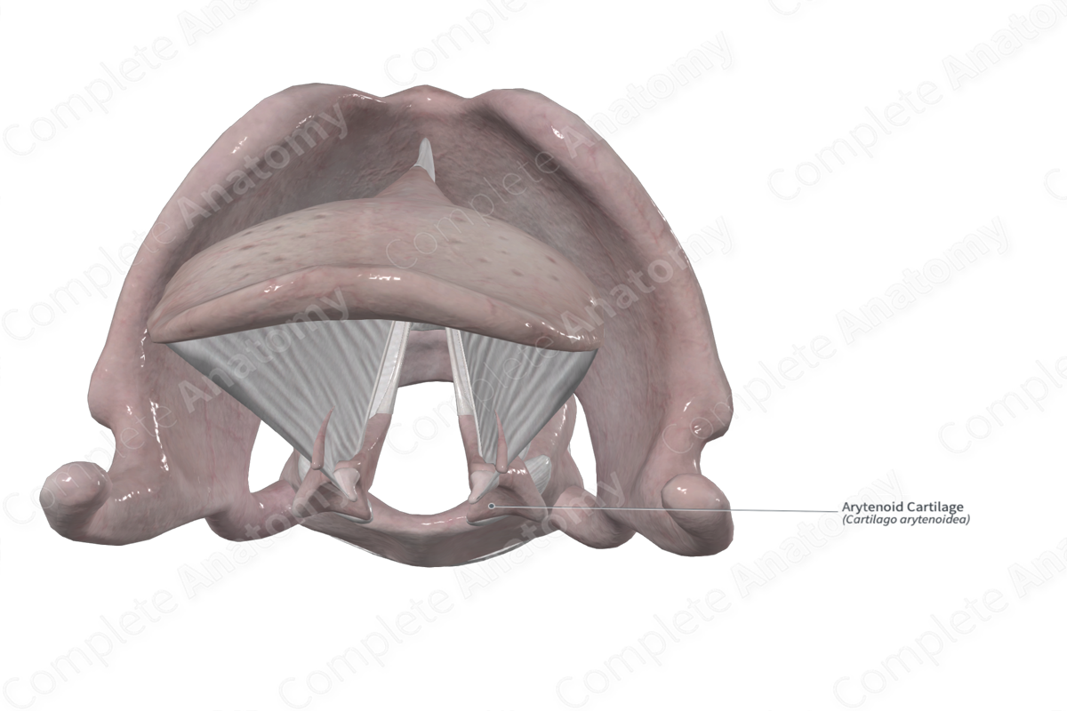 Arytenoid Cartilage 