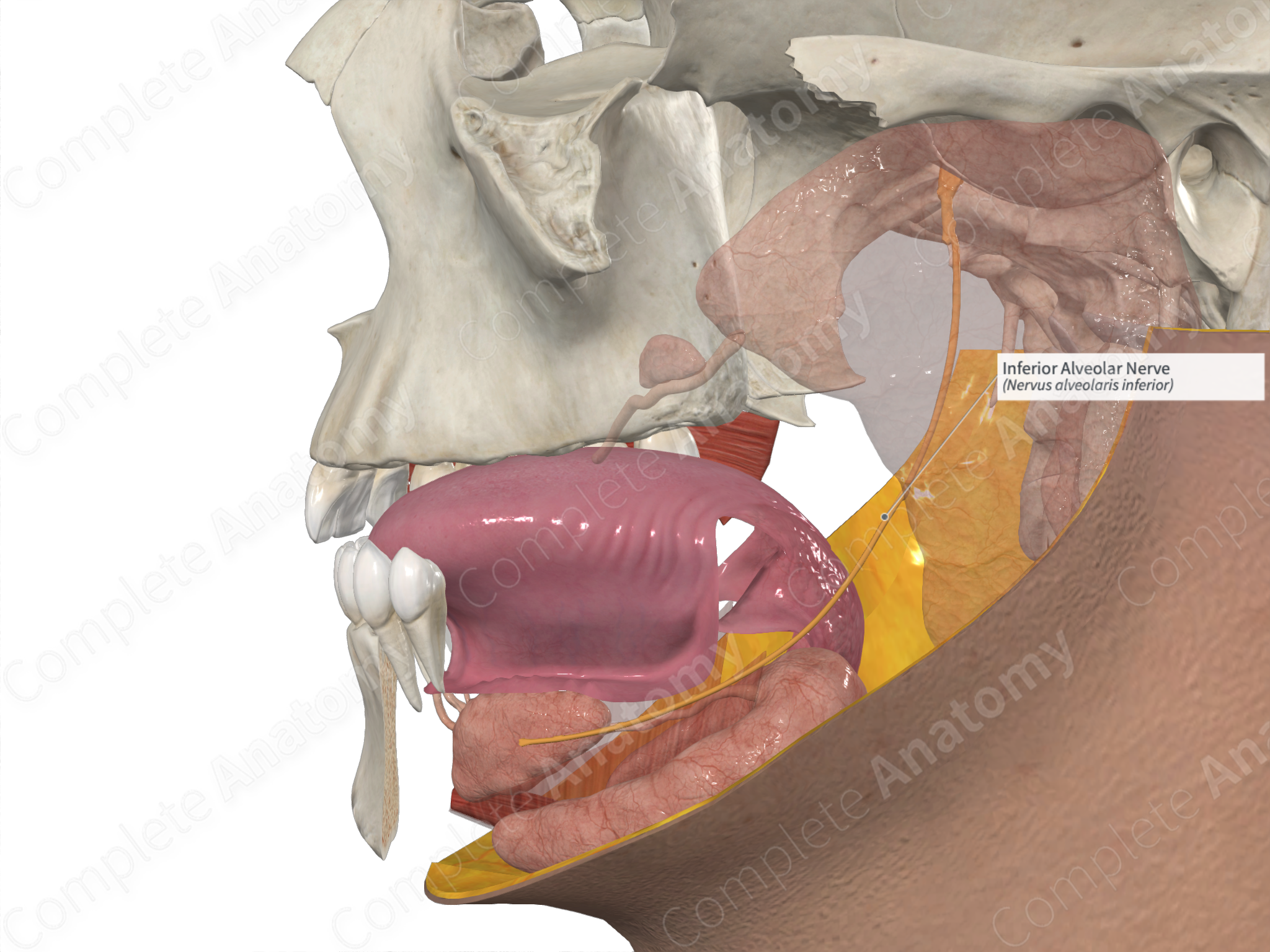 Inferior alveolar nerve - Wikipedia