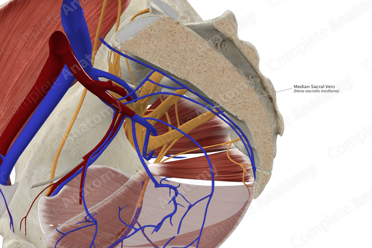 Median Sacral Vein