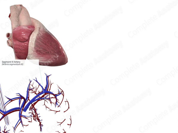 Segment IV Artery