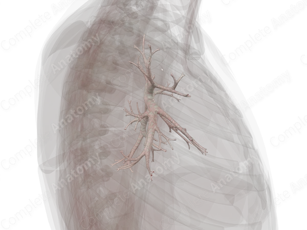 Bronchi