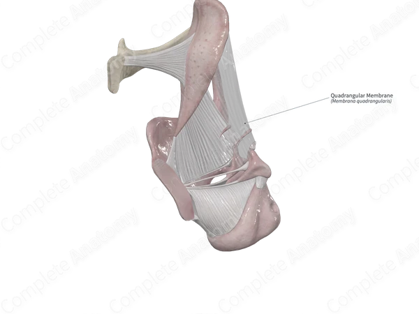 Quadrangular Membrane 