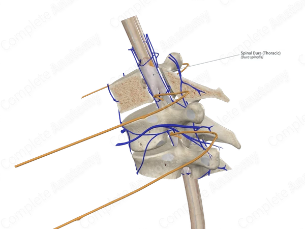 Spinal Dura (Thoracic)