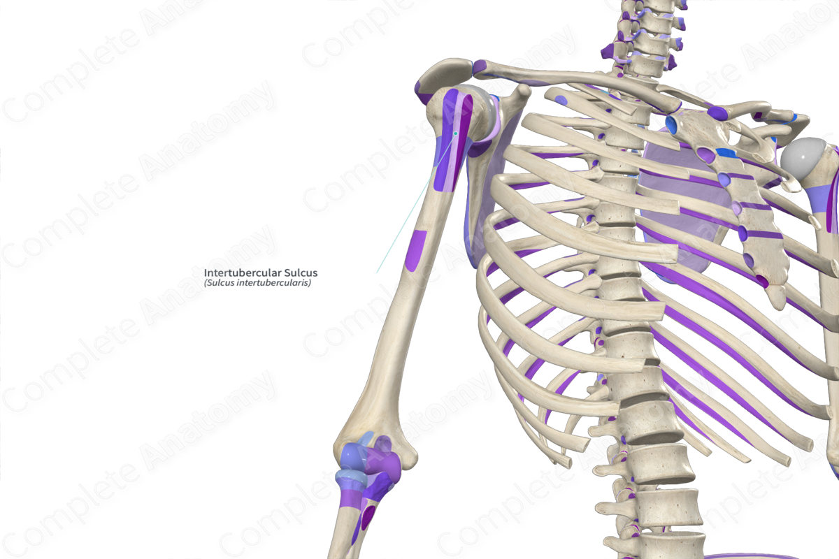 Intertubercular Sulcus Complete Anatomy