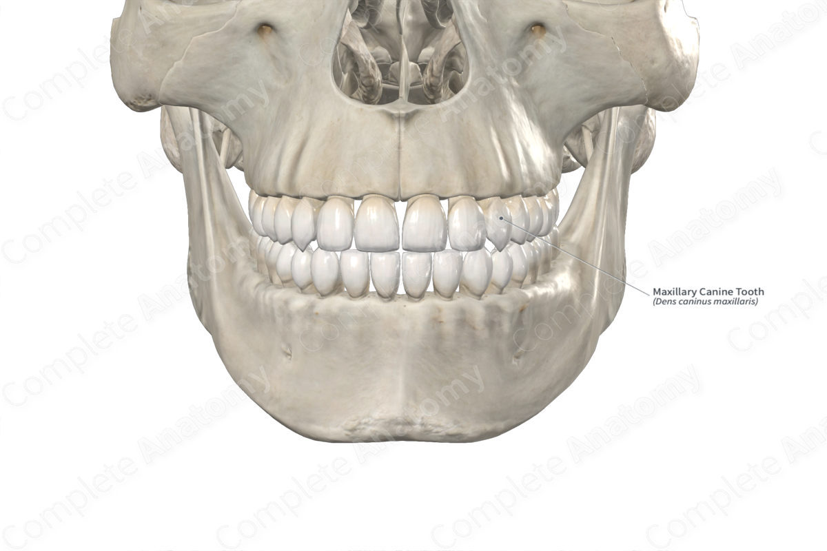 Maxillary Canine Tooth 