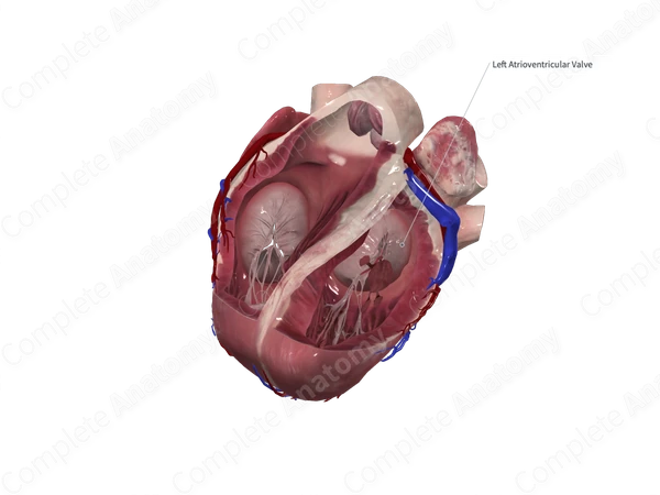 Posterior Leaflet of Left Atrioventricular Valve