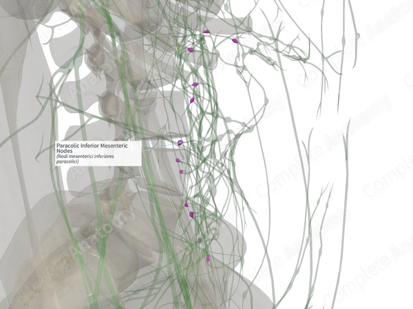 Paracolic Inferior Mesenteric Nodes