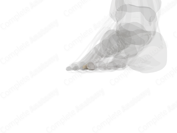 Proximal Phalanx of Third Toe (Left)
