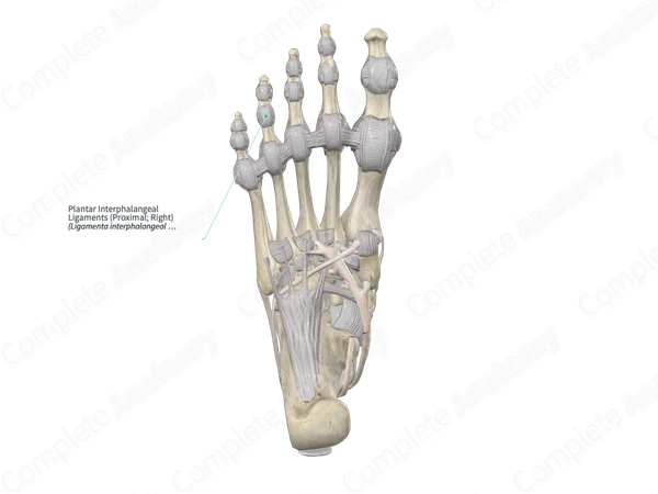 Plantar Interphalangeal Ligaments (Proximal; Right)