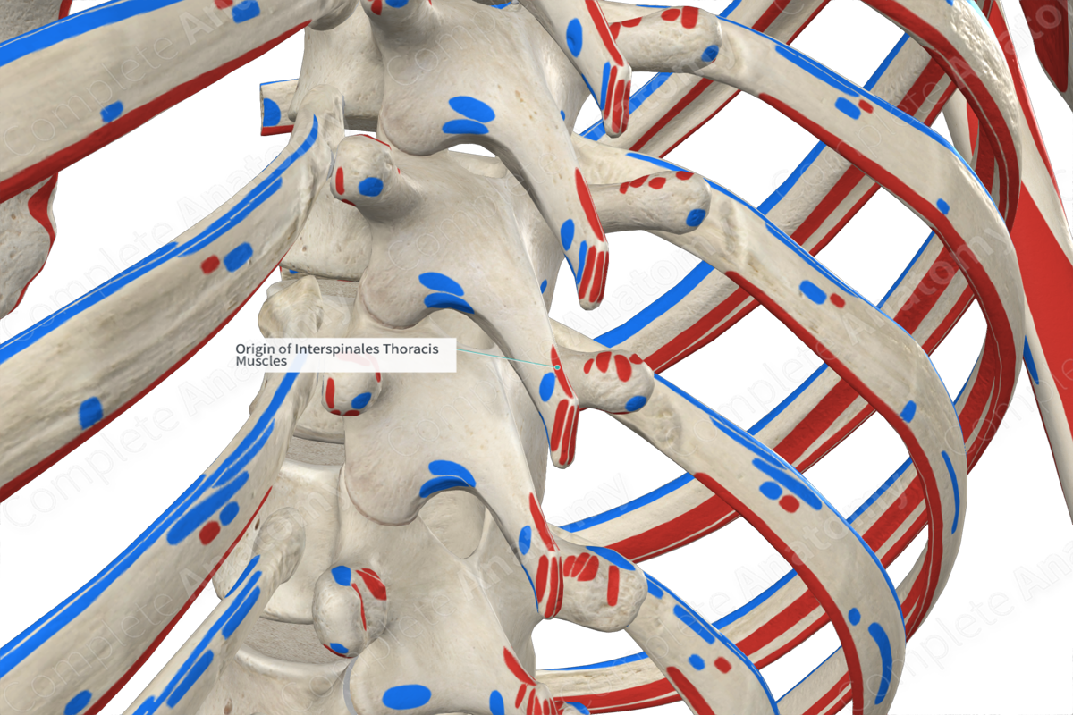 Origin of Interspinales Thoracis Muscles
