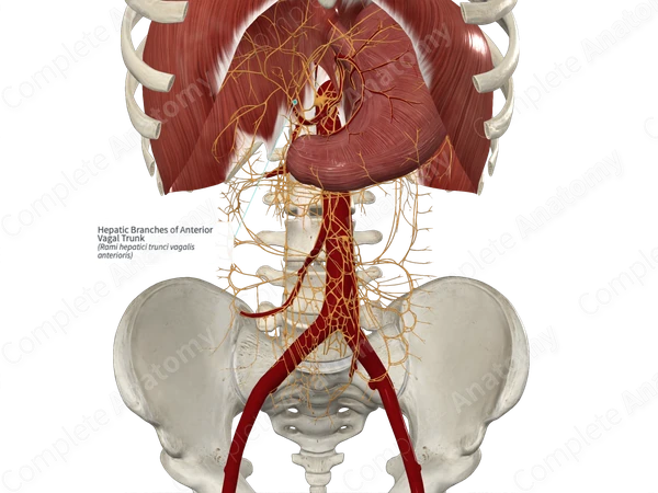 Hepatic Branches of Anterior Vagal Trunk