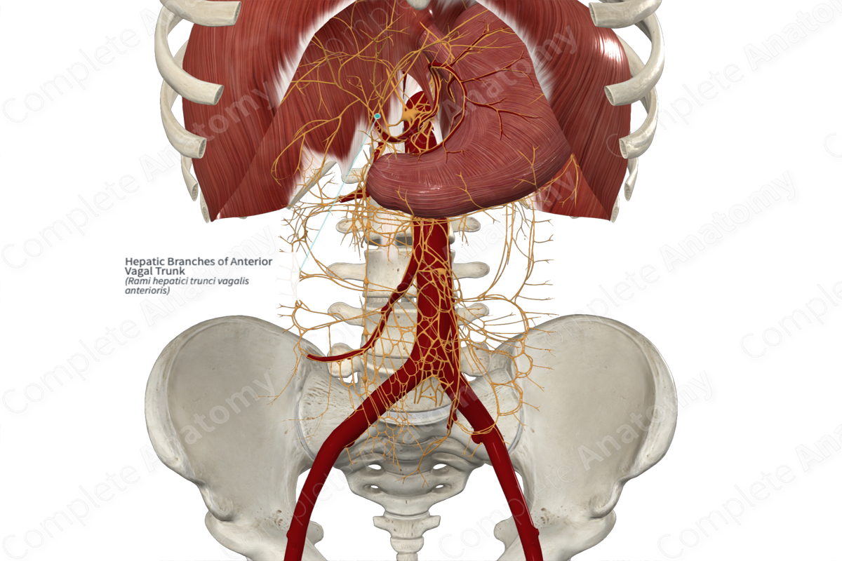 Hepatic Branches of Anterior Vagal Trunk