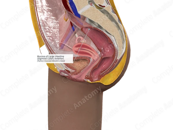 Mucosa of Large Intestine (Sigmoid Colon; Anterior)