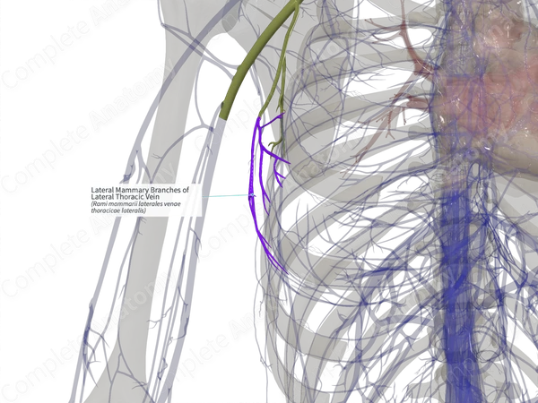 Lateral Mammary Branches of Lateral Thoracic Vein (Left)