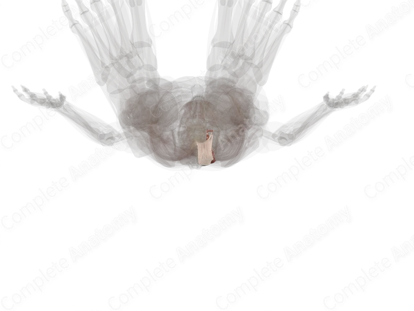 Longissimus Muscles (Left)