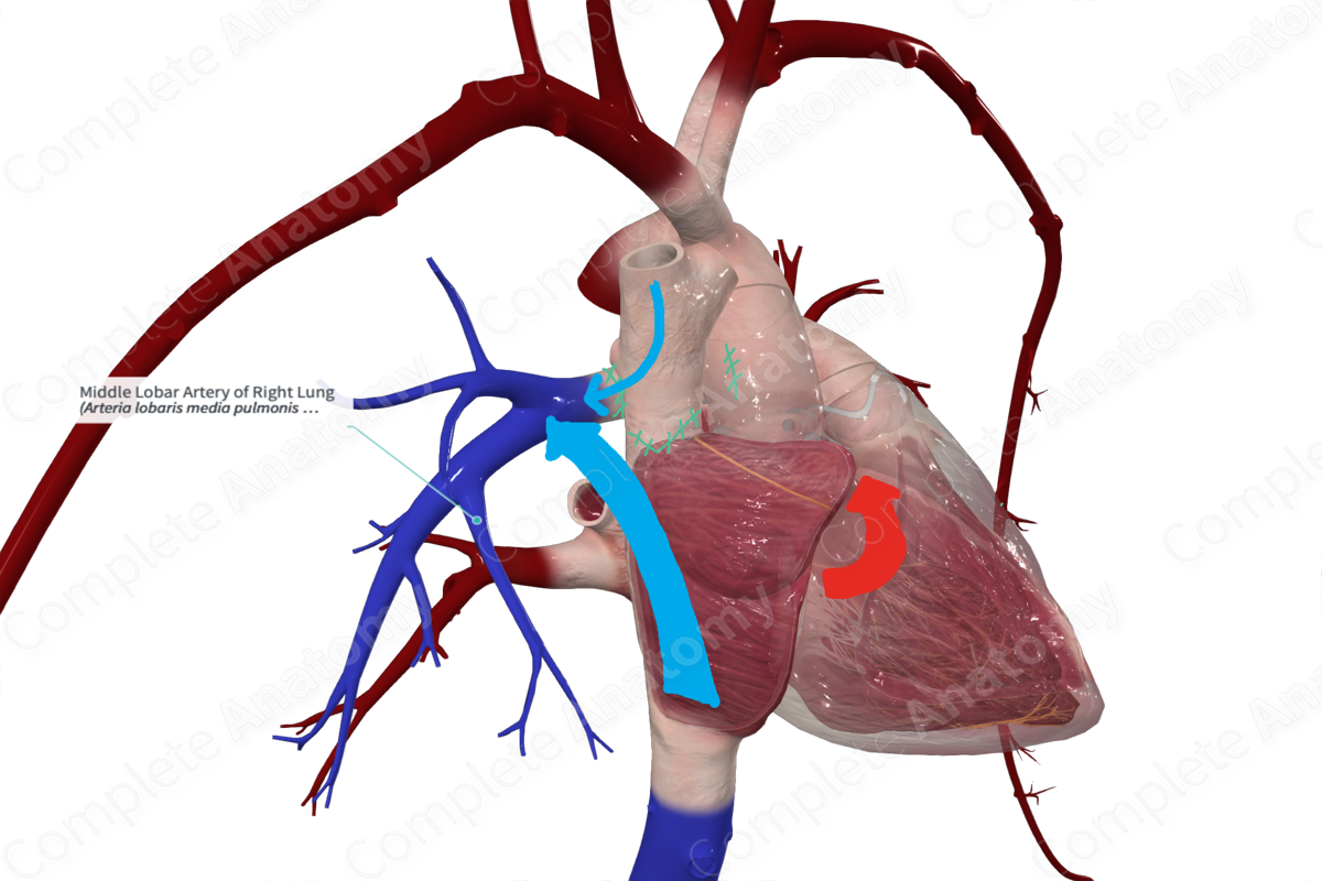 Middle Lobar Artery of Right Lung