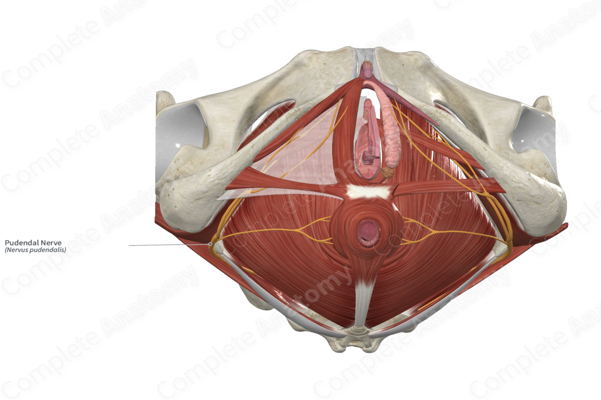 Pudendal Nerve 