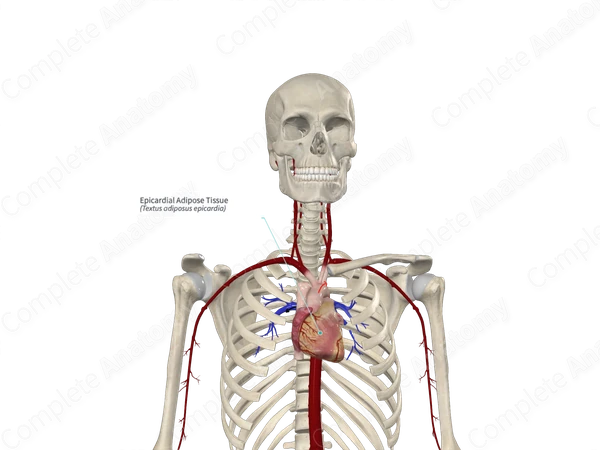 Epicardial Adipose Tissue