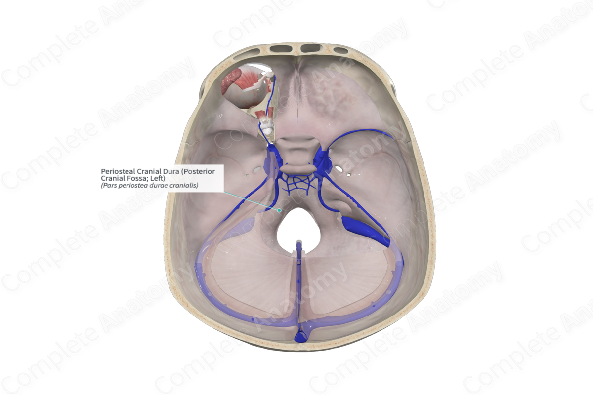 Periosteal Cranial Dura (Posterior Cranial Fossa; Left)