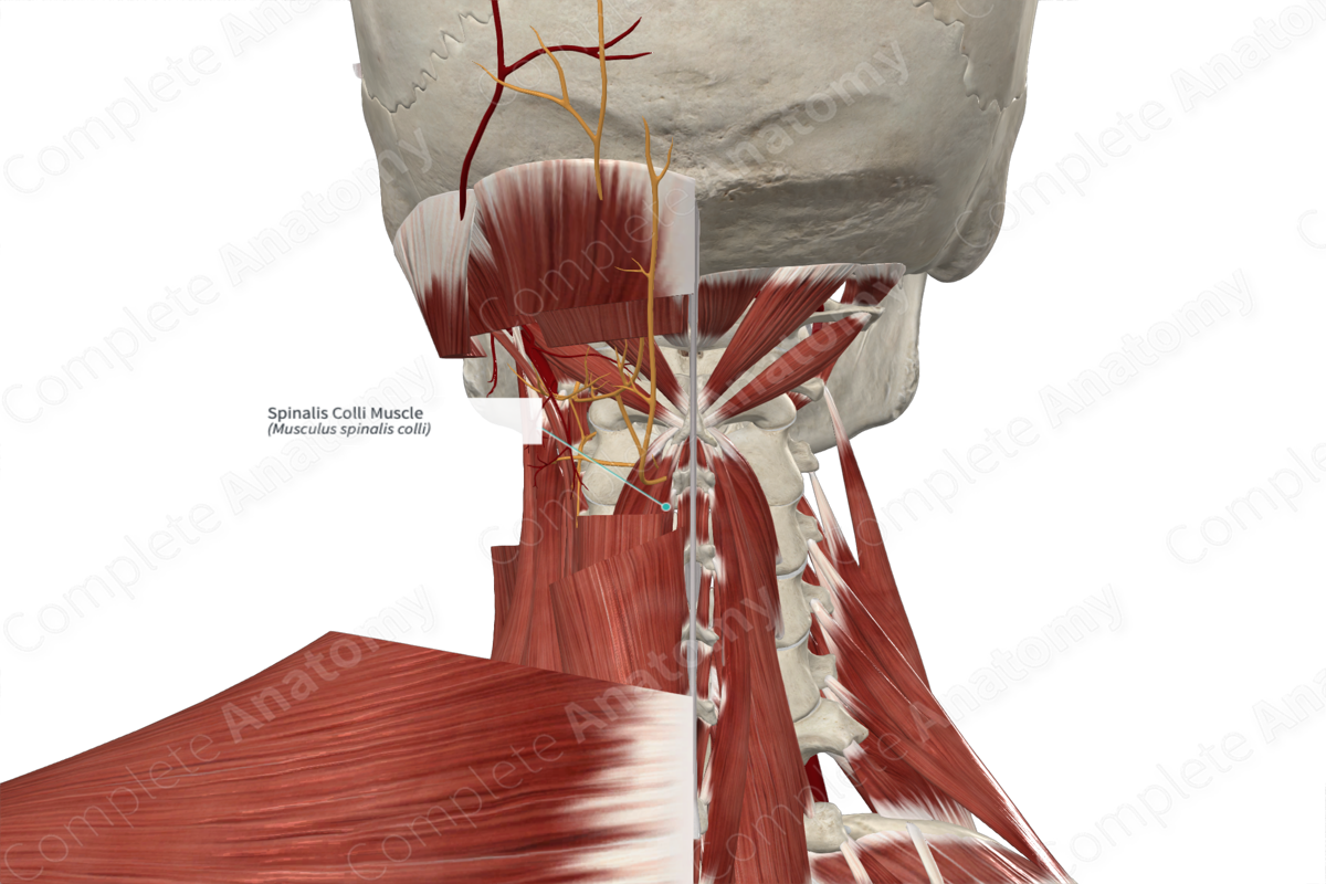 Spinalis Colli Muscle 