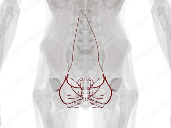 Arteries of Female Genital System