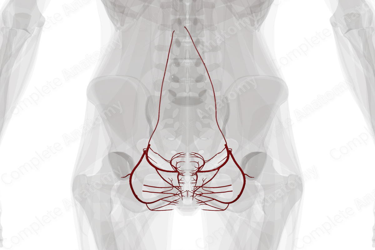 Arteries of Female Genital System