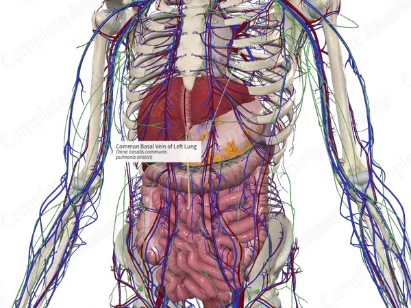 Common Basal Vein of Left Lung