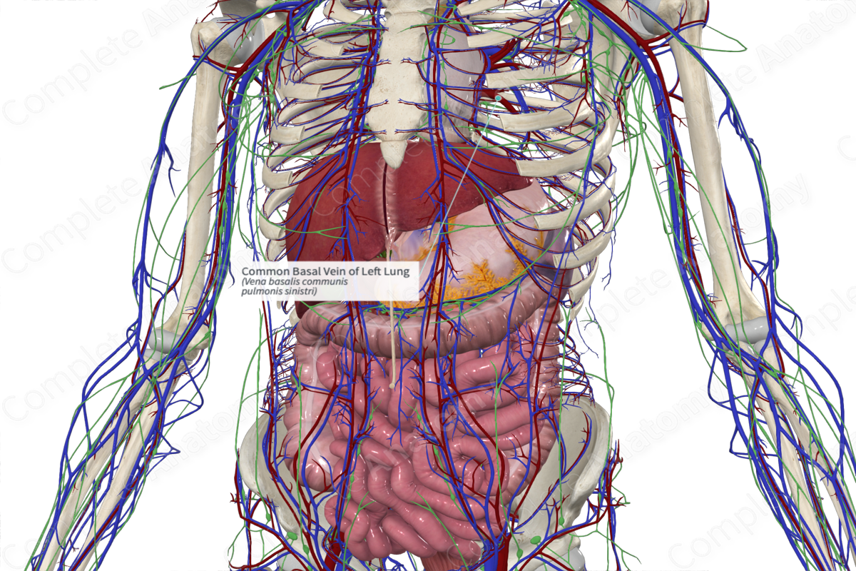 Common Basal Vein of Left Lung
