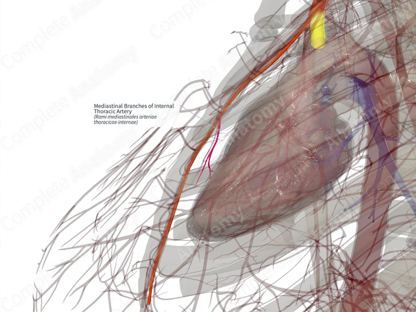 Mediastinal Branches of Internal Thoracic Artery (Right)