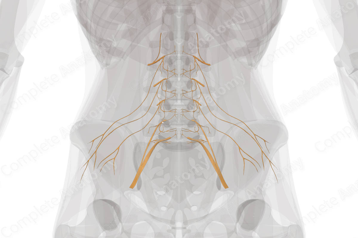 Lumbar Nerves