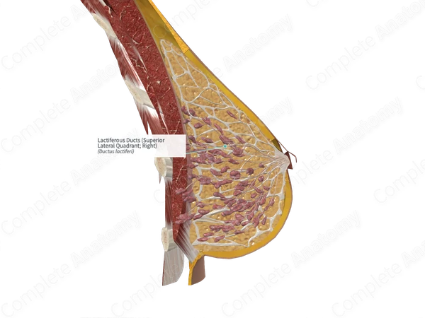 Lactiferous Ducts (Superior Lateral Quadrant; Right)