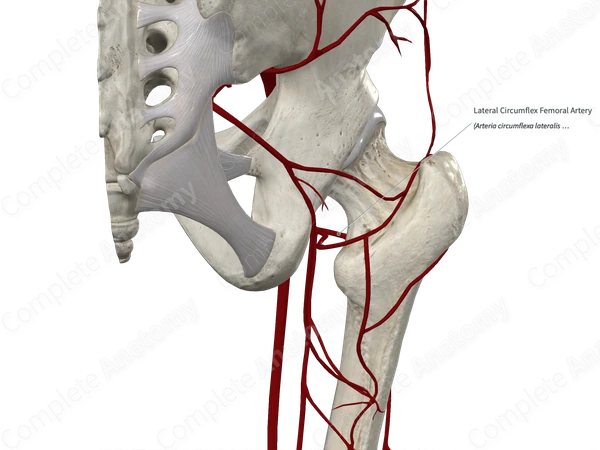 Lateral Circumflex Femoral Artery