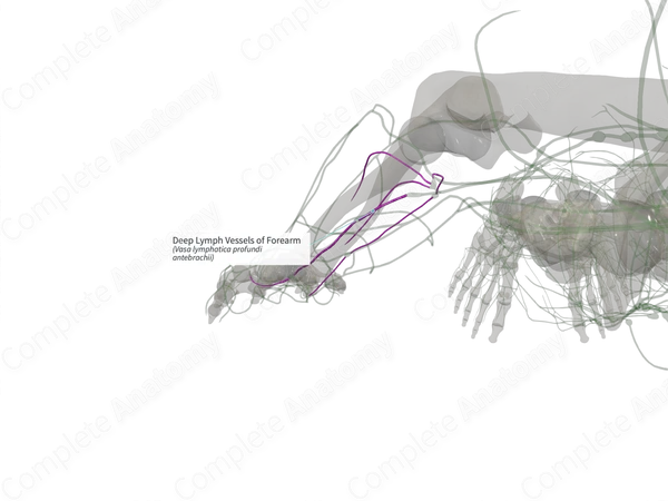 Deep Lymph Vessels of Forearm (Right)