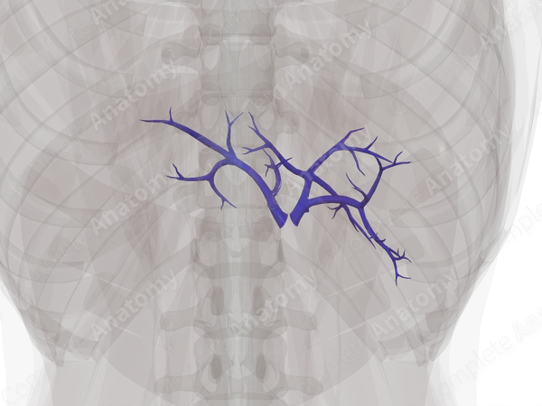 Branches of Hepatic Portal Vein