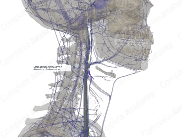 Sternocleidomastoid Vein (Right)