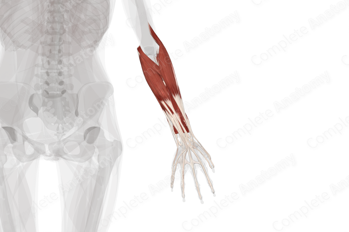 Muscles of Forearm (Left)